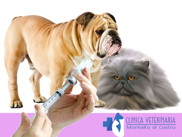 Vaccinazione Cani / Gatti