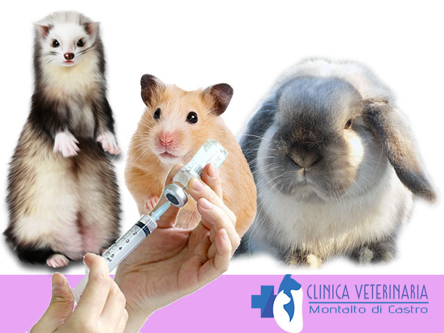 Vaccinazione Nuovi Animali da Compagnia