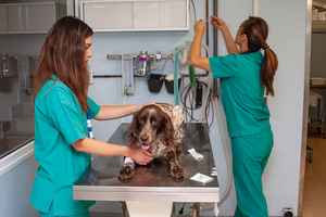 Clinica Veterinaria Montalto